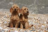 BASSET FAUVE DE BRETAGNE 025